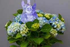 Hortensia Blue Ballad (Hydrangea 'Music Collection') 9 Hortensia Blue Ballad (Hydrangea 'Music Collection') -Tuinplanten Winkel img 1362