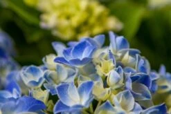 Hortensia Blue Ballad (Hydrangea 'Music Collection') 10 Hortensia Blue Ballad (Hydrangea 'Music Collection') -Tuinplanten Winkel img 1365