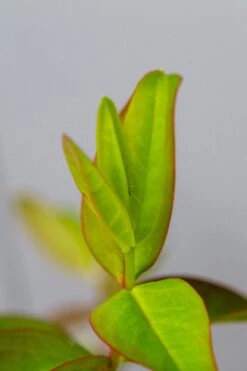 Hertshooi (Hypericum 'Hidcote') 16 Hertshooi (Hypericum 'Hidcote') -Tuinplanten Winkel img 1417