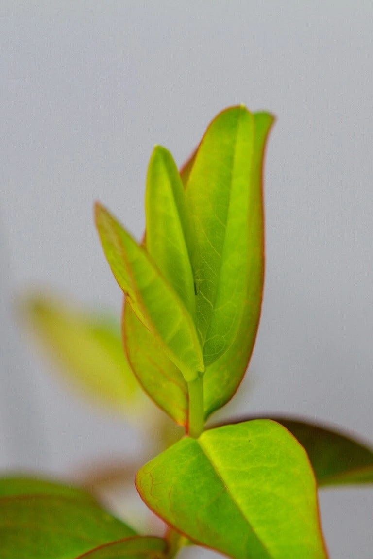 Hertshooi (Hypericum 'Hidcote') 9 Hertshooi (Hypericum 'Hidcote') - Afbeelding 7