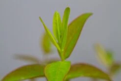 Hertshooi (Hypericum 'Hidcote') 17 Hertshooi (Hypericum 'Hidcote') -Tuinplanten Winkel img 1418