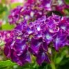 Hortensia Paars (Hydrangea 'Forever&Ever') -Tuinplanten Winkel img 1427