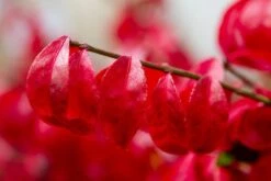 Kardinaalshoed (Euonymus Alatus 'Compactus') 16 Kardinaalshoed (Euonymus Alatus 'Compactus') -Tuinplanten Winkel img 1486