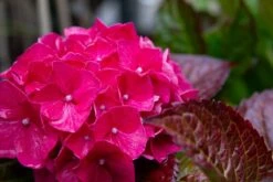Hortensia (Hydrangea Macrophylla 'Glowing Embers') 10 Hortensia (Hydrangea Macrophylla 'Glowing Embers') -Tuinplanten Winkel img 1499