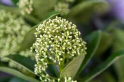 Skimmia (Skimmia Japonica 'White Globe') -Tuinplanten Winkel img 1503