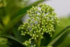Skimmia (Skimmia Japonica 'White Globe') -Tuinplanten Winkel img 1504