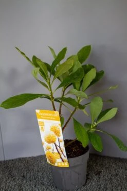 Papierstruik (Edgeworthia Chrysantha) -Tuinplanten Winkel img 1530