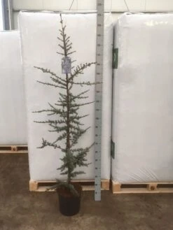 Atlasceder (Cedrus Libani 'Glauca') -Tuinplanten Winkel img 1753