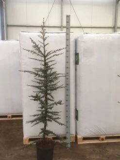 Atlasceder (Cedrus Libani 'Glauca') -Tuinplanten Winkel img 1754