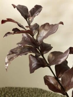 Lagerstroemia (Lagerstroemia Indica 'Rhapsody In Pink') -Tuinplanten Winkel img 2473 1