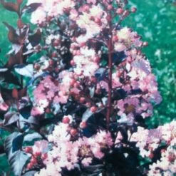 Lagerstroemia (Lagerstroemia Indica 'Rhapsody In Pink') -Tuinplanten Winkel img 2475 1