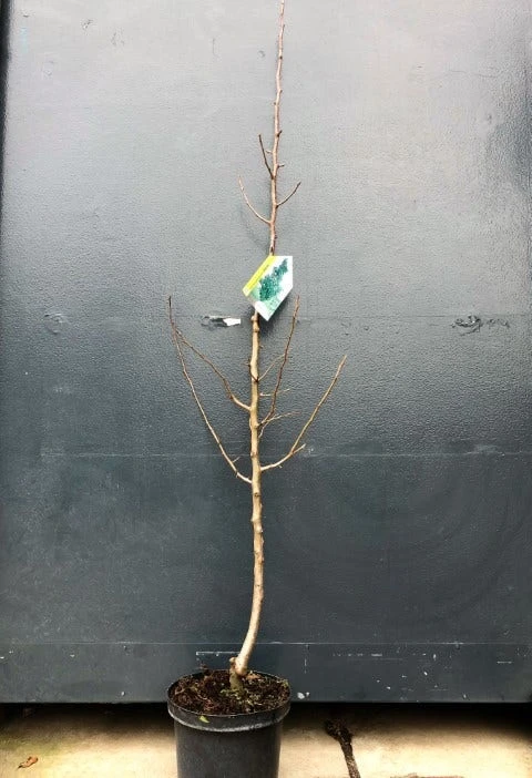 Zuil-peer (Pyrus Communis 'Obelisk') 4 Zuil-peer (Pyrus Communis 'Obelisk') - Afbeelding 2