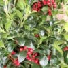 Hulst (Ilex Meserveae 'Heckenfee') -Tuinplanten Winkel img 2647 1