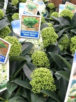 Skimmia (Skimmia Japonica 'White Globe') -Tuinplanten Winkel img 2649