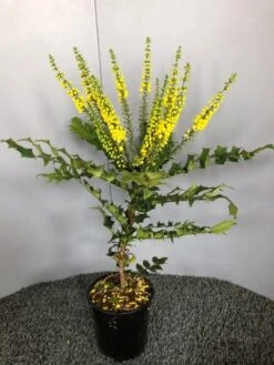 Mahoniestruik (Mahonia Media 'Winter Sun') -Tuinplanten Winkel img 2655 1