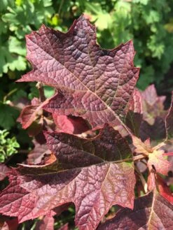 Eikenbladhortensia (Hydrangea Quercifolia 'Ruby Slippers') 6 Eikenbladhortensia (Hydrangea Quercifolia 'Ruby Slippers') -Tuinplanten Winkel img 2989