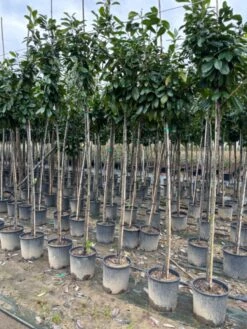 Laurier Als Boom (Prunus Laurocerasus 'Novita') -Tuinplanten Winkel img 3077