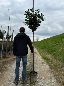 Laurier Als Boom (Prunus Laurocerasus 'Novita') -Tuinplanten Winkel img 3081