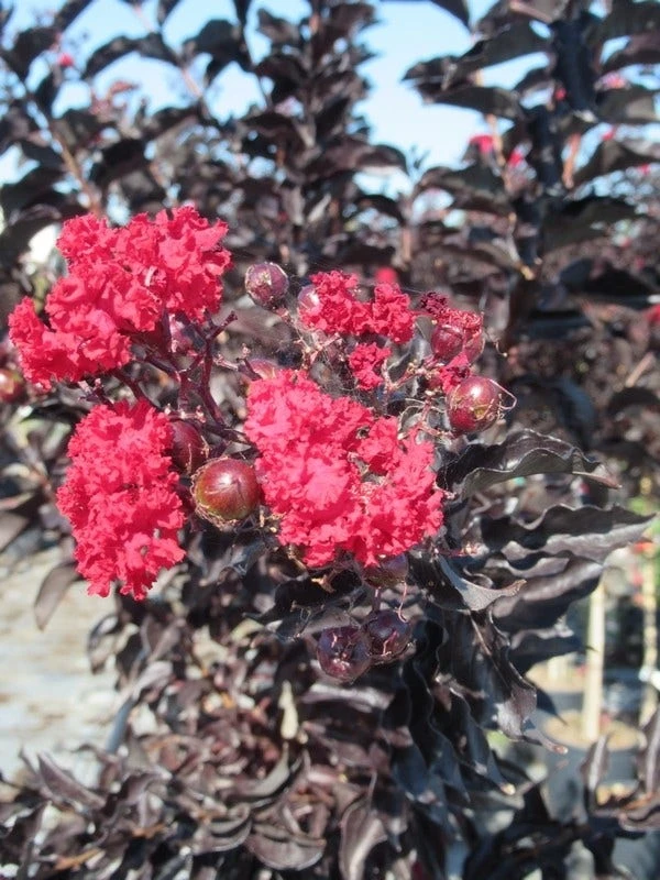 Lagerstroemia Als Halfstam (Lagerstroemia 'Black Diamond Best Red') 4 Lagerstroemia Als Halfstam (Lagerstroemia 'Black Diamond Best Red') - Afbeelding 2