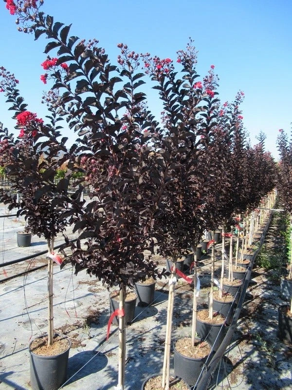 Lagerstroemia Als Halfstam (Lagerstroemia 'Black Diamond Best Red') 7 Lagerstroemia Als Halfstam (Lagerstroemia 'Black Diamond Best Red') - Afbeelding 5
