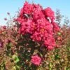 Rode Lagerstroemia Als Boom (Lagerstroemia Indica) -Tuinplanten Winkel img 4257