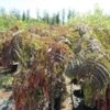 Perzische Slaapboom Als Halfstam (Albizia 'Chocolate Fountain') -Tuinplanten Winkel img 4271