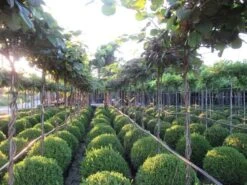 Kiwiplant Als Dakboom (Actinidia Chinensis) 12 Kiwiplant Als Dakboom (Actinidia Chinensis) -Tuinplanten Winkel img 4340