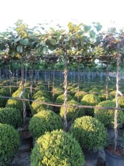 Kiwiplant Als Dakboom (Actinidia Chinensis) 13 Kiwiplant Als Dakboom (Actinidia Chinensis) -Tuinplanten Winkel img 4341