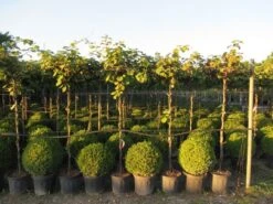 Kiwiplant Als Dakboom (Actinidia Chinensis) 14 Kiwiplant Als Dakboom (Actinidia Chinensis) -Tuinplanten Winkel img 4342