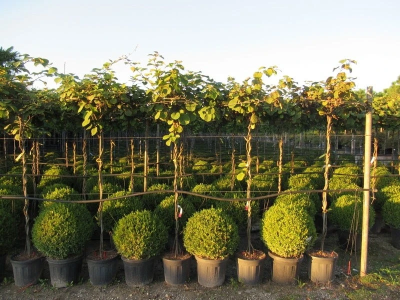 Kiwiplant Als Dakboom (Actinidia Chinensis) 8 Kiwiplant Als Dakboom (Actinidia Chinensis) - Afbeelding 6