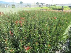 Glansmispel (Photinia Fraseri 'Carré Rouge') -Tuinplanten Winkel img 4381