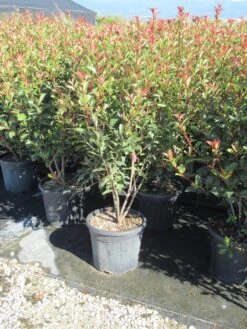 Glansmispel (Photinia Fraseri 'Carré Rouge') -Tuinplanten Winkel img 4389
