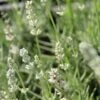 Witte Lavendel (Lavandula Angustifolia 'Nana Alba' ) -Tuinplanten Winkel img 9882