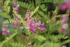 Indigostruik (Indigofera Heterantha) -Tuinplanten Winkel indigofera heterantha 1