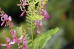 Indigostruik (Indigofera Heterantha) -Tuinplanten Winkel indigofera heterantha 2