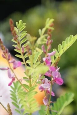 Indigostruik (Indigofera Heterantha) -Tuinplanten Winkel indigofera heterantha 3