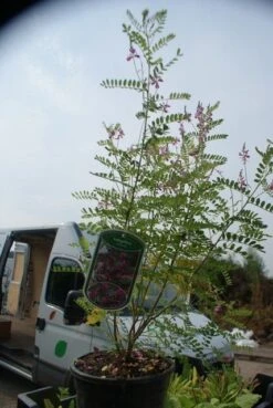 Indigostruik (Indigofera Heterantha) -Tuinplanten Winkel indigofera heterantha 4