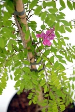 Indigostruik (Indigofera Heterantha) -Tuinplanten Winkel indigofera silk road c3 3 2