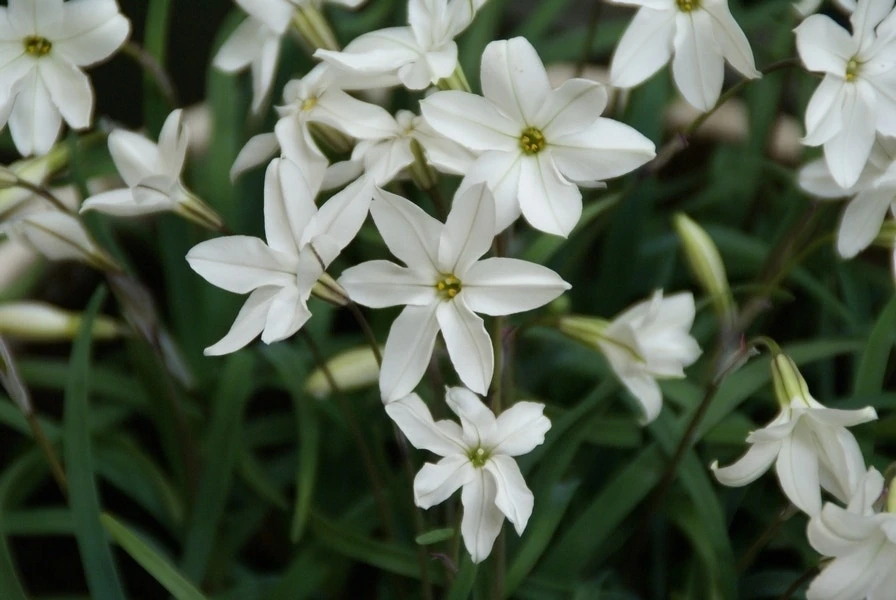 Oude Wijfjes (Ipheion Uniflorum 'Alberto Castillo’) 3 Oude Wijfjes (Ipheion Uniflorum 'Alberto Castillo’)