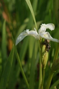Gele Lis (Iris Pseudacorus) -Tuinplanten Winkel iris pseudocorus alba 1