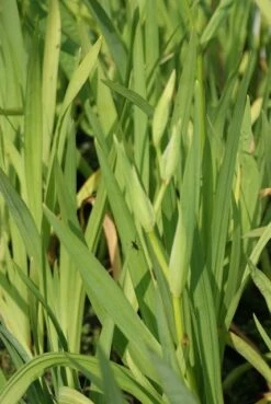 Gele Lis (Iris Pseudacorus) -Tuinplanten Winkel iris pseudocorus alba 2