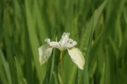 Gele Lis (Iris Pseudacorus) -Tuinplanten Winkel iris pseudocorus alba 3