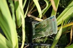 Gele Lis (Iris Pseudacorus) -Tuinplanten Winkel iris pseudocorus alba 4