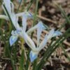 Dwergiris (Iris Reticulata 'Frozen Planet') -Tuinplanten Winkel iris reticulata frozenplanet 2