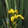 Gele Lis (Iris Pseudacorus) -Tuinplanten Winkel irpseuda 1