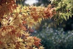 Japanse Esdoorn (Acer Palmatum 'Sangokaku') -Tuinplanten Winkel iv014140 mr acer palmatum sangokaku acer palmatum sangokaku 3