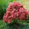Japanse Esdoorn (Acer Palmatum 'Pixie') -Tuinplanten Winkel japanse esdoorn acer palmatum pixie lm01 1