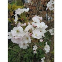 Japanse Sierkers Als Struik (Prunus Serrulata 'Amanogawa') -Tuinplanten Winkel japanse sierkers als zuilboom prunus serrulata amanogawa 677 7cc