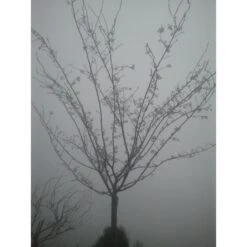 Roze Winterkers (Prunus Subhirtella 'Autumnalis Rosea') 9 Roze Winterkers (Prunus Subhirtella 'Autumnalis Rosea') -Tuinplanten Winkel japanse sierkers prunus subhirtella autumnalis 33511 1d1