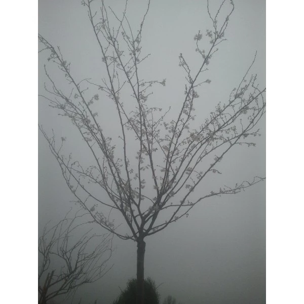 Roze Winterkers (Prunus Subhirtella 'Autumnalis Rosea') 6 Roze Winterkers (Prunus Subhirtella 'Autumnalis Rosea') - Afbeelding 4